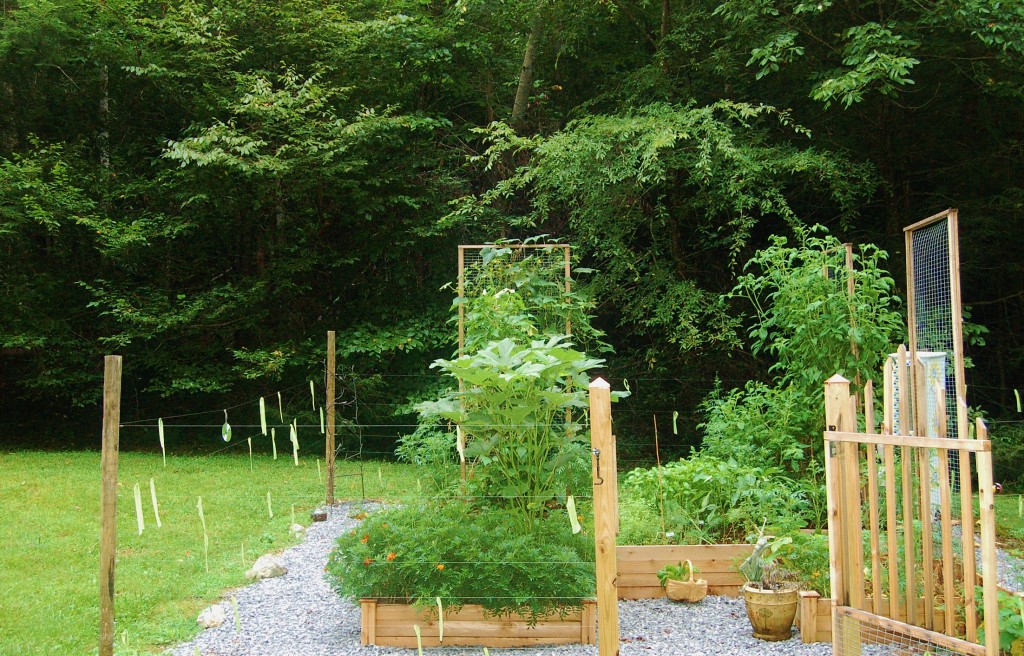 Saucy's Wee Kitchen Garden