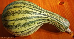 Cushaw Squash